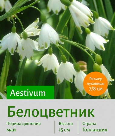  Белоцветник (Leucojum) aestivum